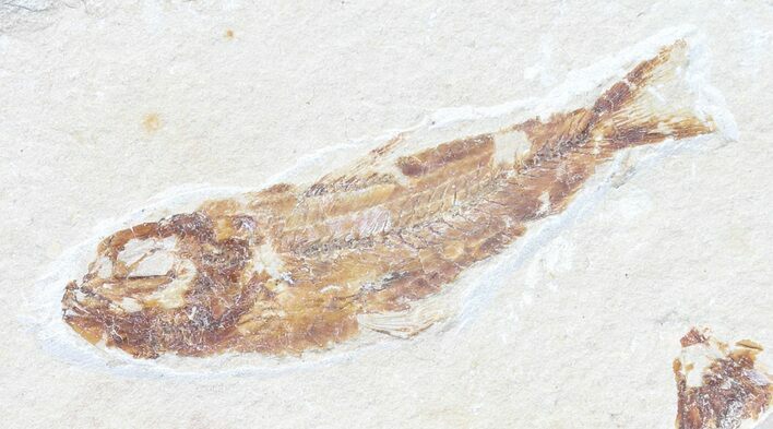 Bargain, Cretaceous Fossil Fish - Lebanon #53947